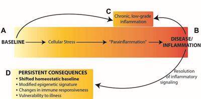 Neuroimmune Activation Drives Multiple Brain States